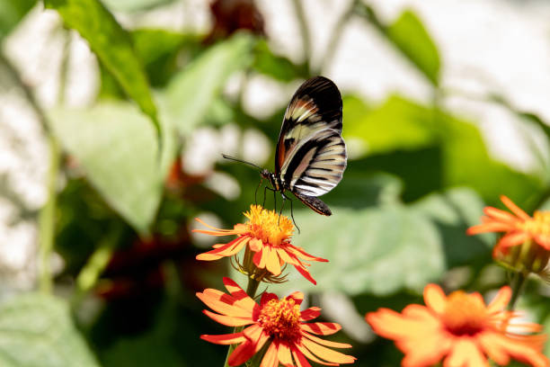 istock Pale pink postman butterfly Heliconius Melpomene 1328385019