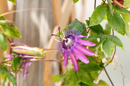 Aphrodites purple nightie passion Passiflora hybrid flower grows in a botanical garden in spring.
