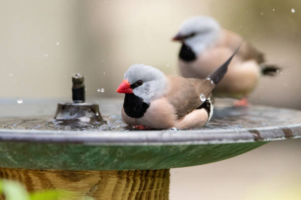 Bathing in a bird bath, a Long tailed finch bird Poephila acuticauda Bathing in a bird bath, a Long tailed finch bird Poephila acuticauda cools off in Australia. poephila acuticauda bird finch stock pictures, royalty-free photos & images