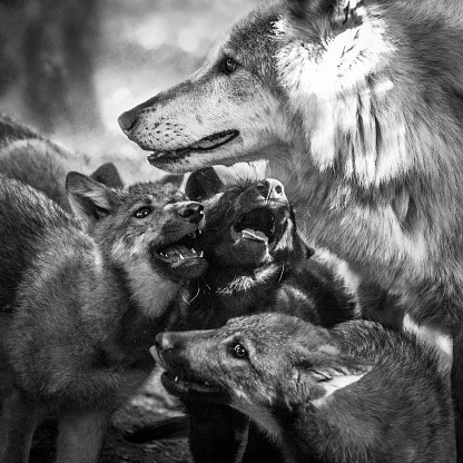 An alpha male of wolf pack with cubs pleading for food. After a successful hunt, adult wolves return to the den carrying food for young in their stomachs. The pups lick them around the mouth and stimulates the adult wolves to throw up partially digested meat.