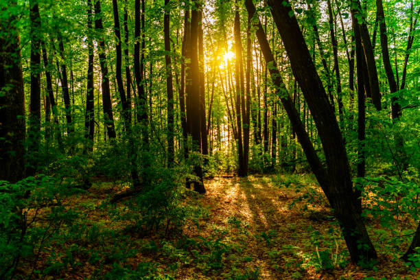 istock Summer green forest with the rays of the setting sun, natural background 1328387327