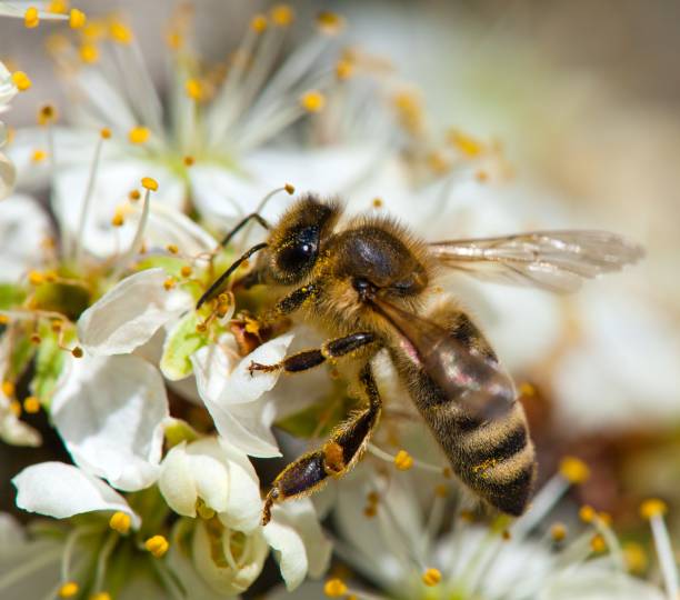 istock bee or honeybee on white plum tree flower 1328388601