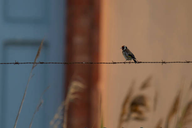 small goldfinch on barbed wire on the colorful background