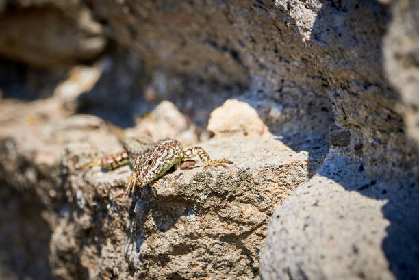 istock Common wall lizard sunbathing on a rock in the morning 1328389034
