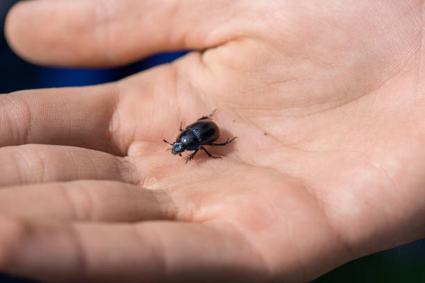 istock A black beetle Coleoptera found in the woods.. 1328389173