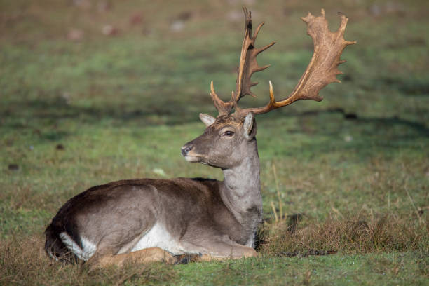 istock beautiful young deer with big horns lying to rest on the grass 1328389515