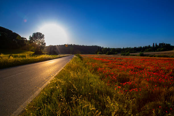 road against the setting sun next to a blooming poppy field