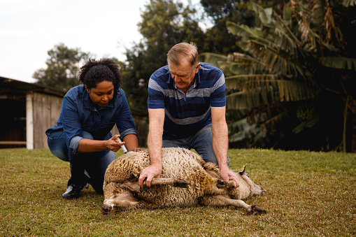 professionals giving injection with medicine in sheep