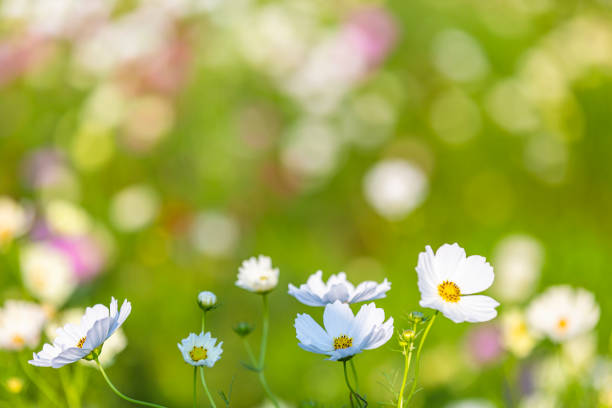 close-up white cosmos flower with blur background in the park.