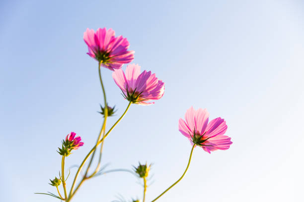 cosmos flowers taken from behind