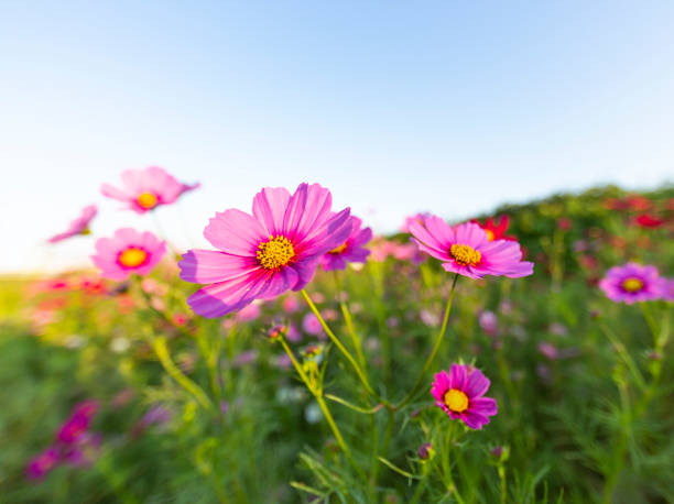 istock Pink Cosmos Flowers With Morning Sunlight 1328390833