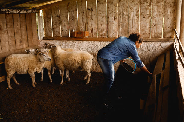 istock farm worker feeding sheep in the trough 1328390867