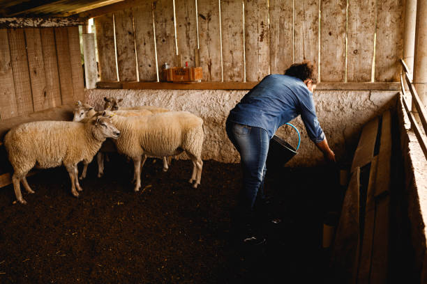 istock farm worker feeding sheep in the trough 1328391446