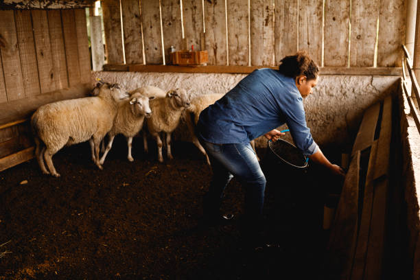 istock farm worker feeding sheep in the trough 1328391449