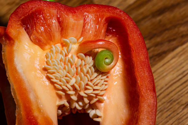 istock Red bell capsicum pepper opened up. Seeds and an internal proliferation visible.. 1328391458