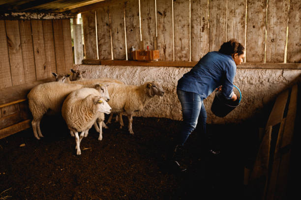 istock farm worker feeding sheep in the trough 1328391465