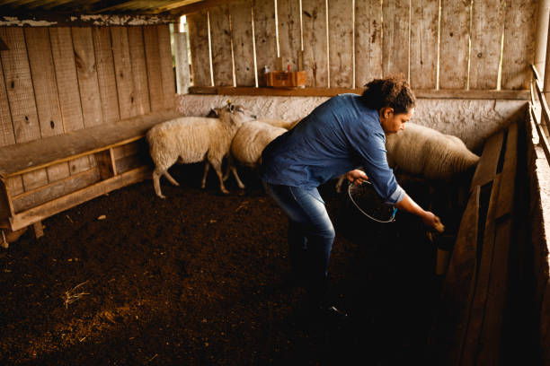 istock farm worker feeding sheep in the trough 1328391717