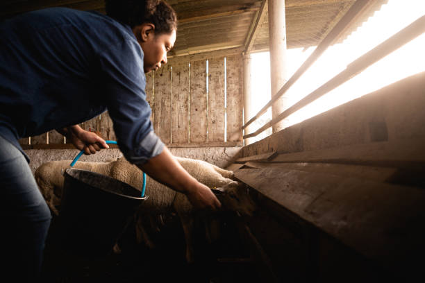 istock farm worker feeding sheep in the trough 1328391897