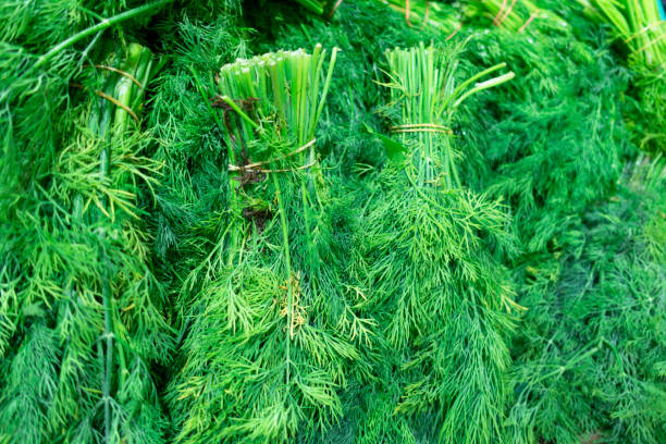 A Fennel plant details in the rain with water drops.