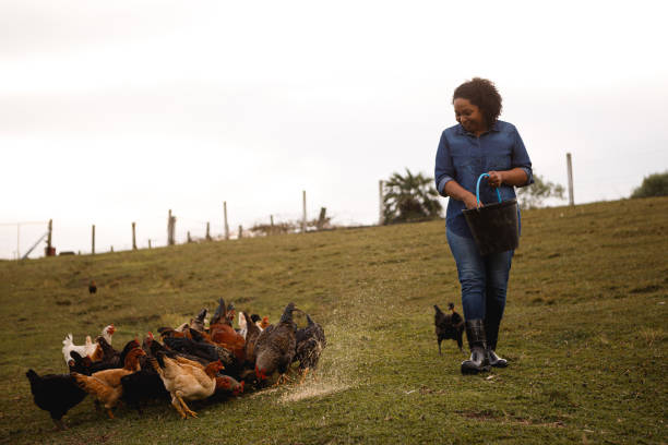 istock farm worker feeding chickens on the yard 1328392047