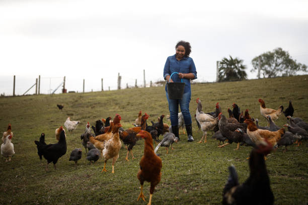 istock farm worker feeding chickens on the yard 1328392706
