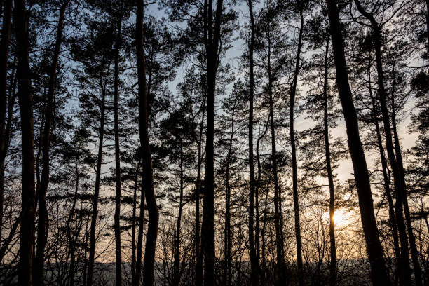 istock Tree silhouettes in Kalletal, East Westphalia-Lippe, Germany 1328393718
