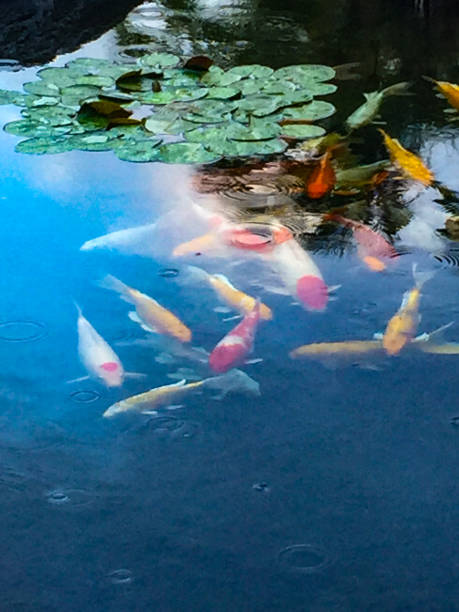 istock Pond of koi in Hawaii 1328395947