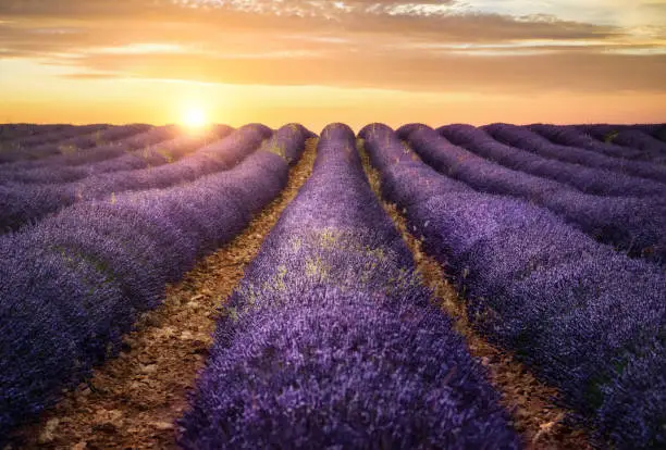 Photo of Lavender field at sunset