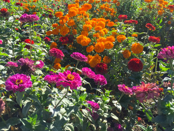 istock Fields of Zennias and mums 1328395995