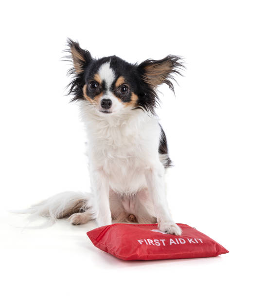 istock Chihuahua with a red first aid kit 1328396288