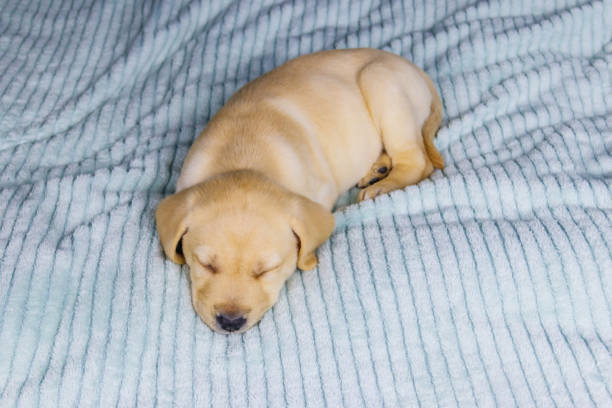 istock Small cute labrador retriever puppy dog sleeping on a bed 1328398924