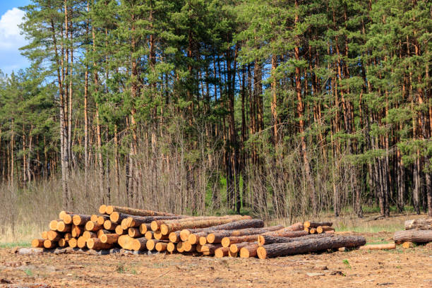 istock Stacked tree trunks felled by the logging timber industry in pine forest 1328398945