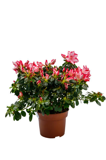 白い背景に隔離された植木鉢に咲くピンクのツツジ - azalea flower pot rhododendron isolated ストックフォトと画像