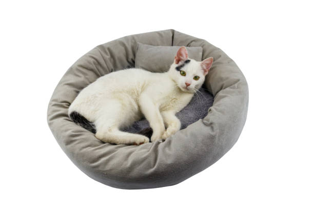 istock White cat lying in comfortable pet bed isolated on white background 1328398972