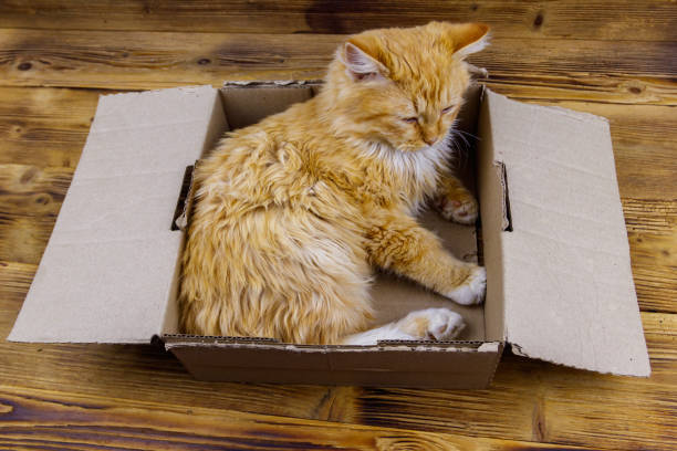 istock Ginger cat in cardboard box on wooden background 1328399151