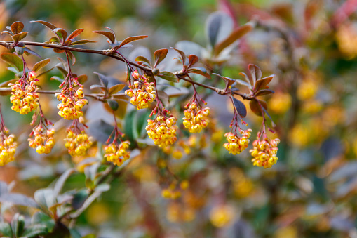 Yellow flowering plant of Thunberg's barberry (Berberis thunbergii), also known as the Japanese barberry, or red barberry. Barberry shrub in park blooms with yellow flowers