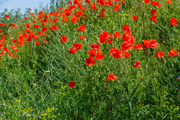 istock Red poppy flowers on a green meadow 1328399163