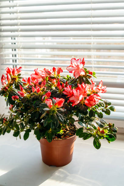 istock Blooming pink azalea in flower pot on windowsill 1328399235