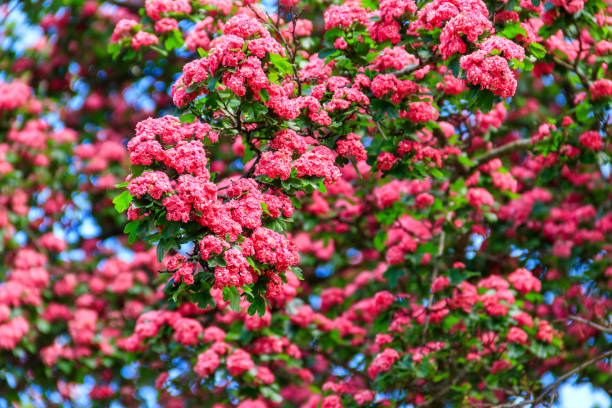 schöne rosa blüte von weißdorn im frühling - haw stock-fotos und bilder