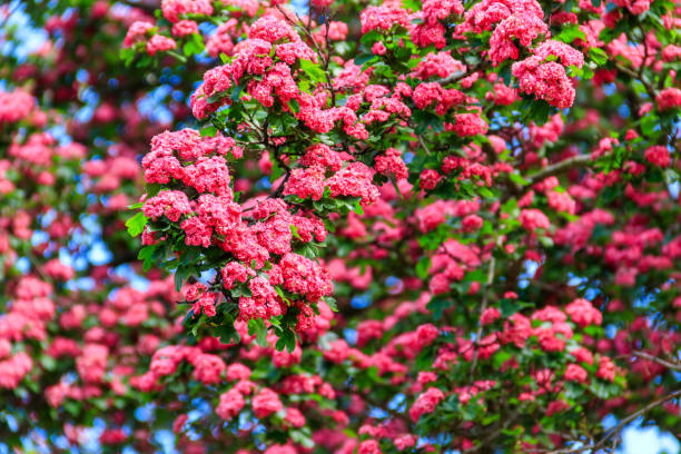 Beautiful pink blossom of hawthorn at spring stock photo