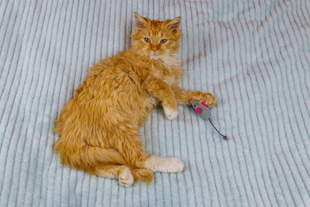 istock Ginger kitten playing with a mouse toy on a bed 1328400253