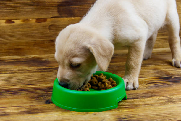 Small cute labrador retriever puppy dog eating his food from green plastic bowl on a floor stock photo