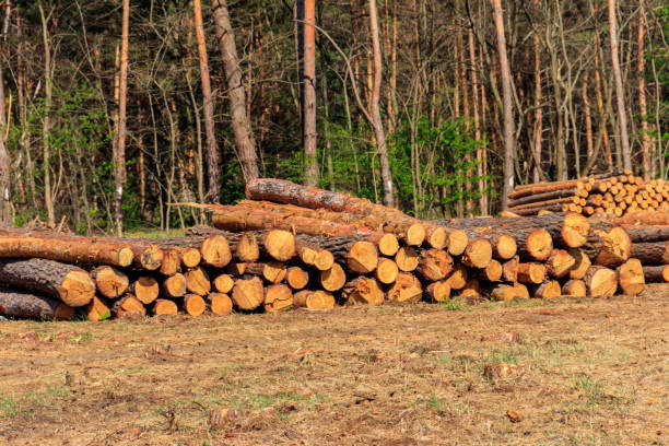 istock Stacked tree trunks felled by the logging timber industry in pine forest 1328400291