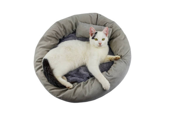 istock White cat lying in comfortable pet bed isolated on white background 1328400304