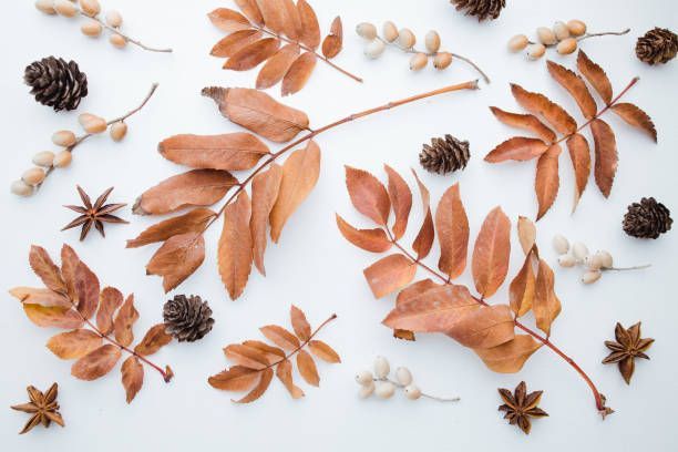 istock Autumn background, pattern made of dried leaves 1328400400