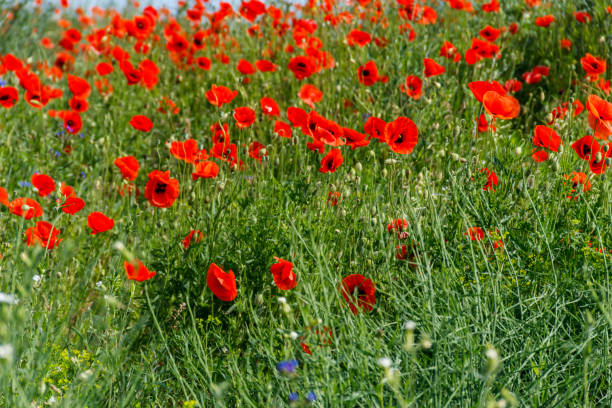 istock Red poppy flowers on a green meadow 1328400697