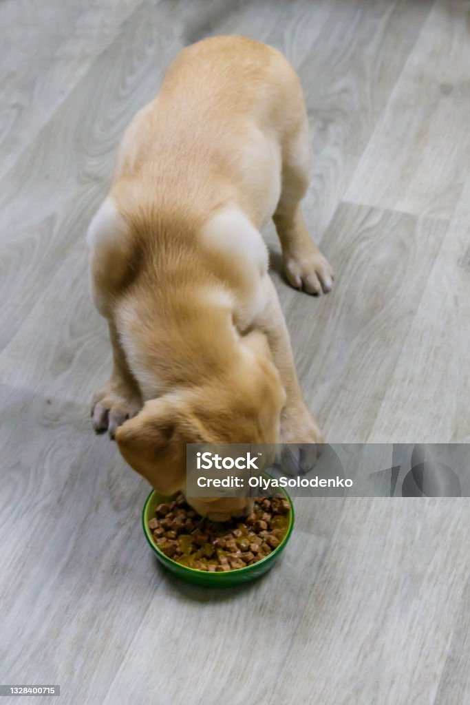 Small cute labrador retriever puppy dog eating his food from green bowl on a floor Eating Stock Photo