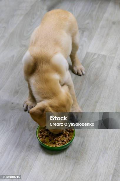 Small Cute Labrador Retriever Puppy Dog Eating His Food From Green Bowl On A Floor Stock Photo - Download Image Now