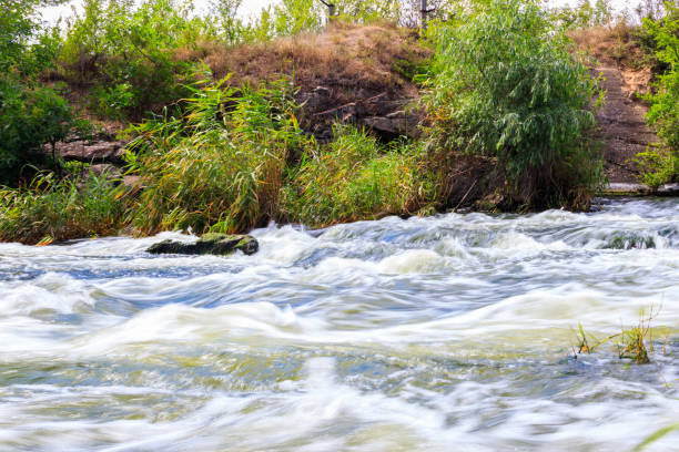Small rapids along Glacier National Park's McDonald Creek run through a rocky gorge framed by the branches of a cypress tree