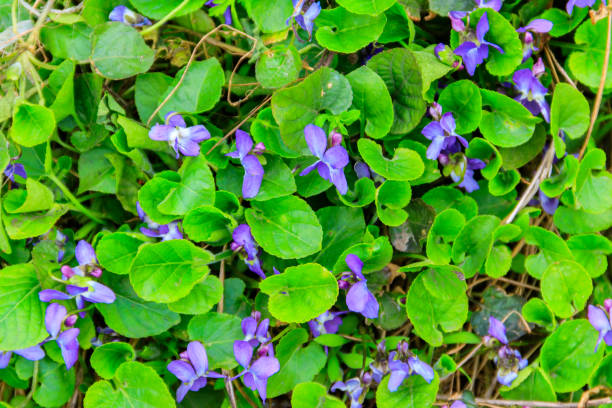 Wild violets on a meadow at spring stock photo